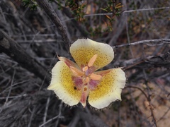 Calochortus weedii intermedius