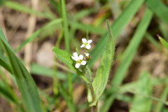 Capsella bursa-pastoris