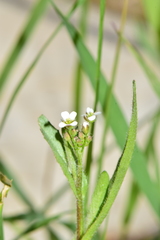 Capsella bursa-pastoris