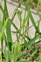 Capsella bursa-pastoris
