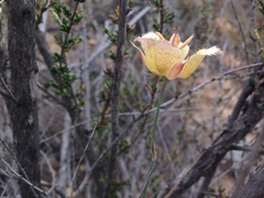 Calochortus weedii intermedius