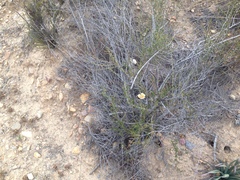 Calochortus weedii intermedius