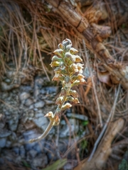 Sarcoglottis schaffneri