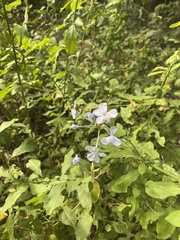 Plumbago auriculata
