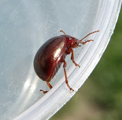 Chrysolina staphylaea