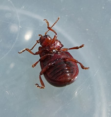 Chrysolina staphylaea