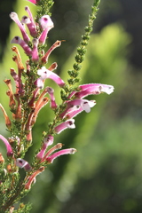 Erica perspicua