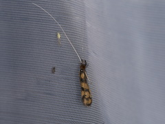 Mystacides longicornis