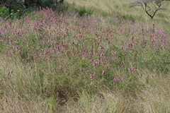 Syncolostemon densiflorus