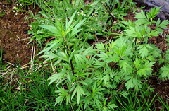 Artemisia vulgaris