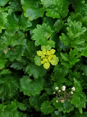 Chrysosplenium serreanum