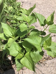 Ageratina altissima
