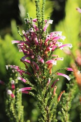 Erica perspicua