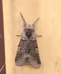 Furcula occidentalis