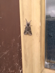 Furcula occidentalis