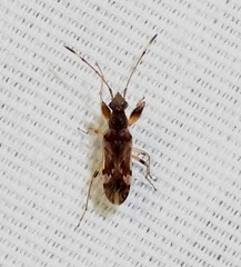 Neopamera albocincta