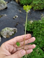 Chrysosplenium serreanum