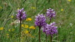 Orchis simia simia