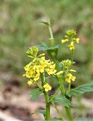 Barbarea vulgaris