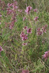 Syncolostemon densiflorus