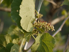 Cissus woodrowii