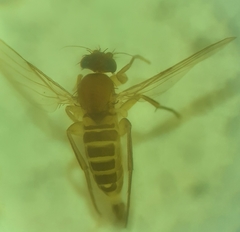 Metopininae