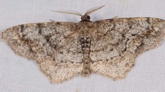 Hypagyrtis piniata