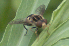 Parhelophilus flavifacies