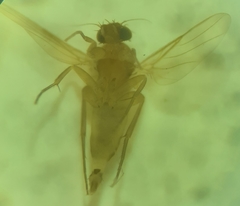 Metopininae