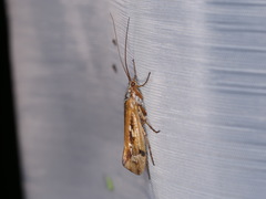 Limnephilus binotatus