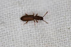 Silvanus muticus