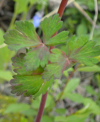 Aquilegia formosa