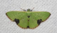 Comibaena fuscidorsata