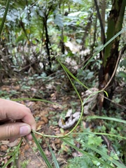 Scleria secans