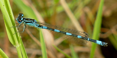 Coenagrion mercuriale