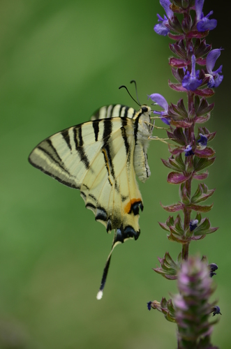 Scarce Swallowtail