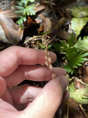 Wullschlaegelia calcarata