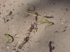 Andrena gravida