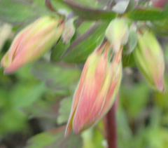 Aquilegia formosa