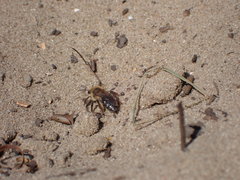 Andrena gravida