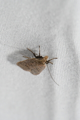 Dichomeris ventrellus