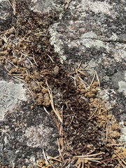 Canachites canadensis