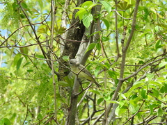 Vireo philadelphicus