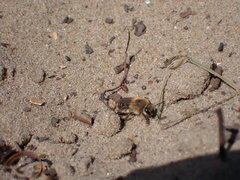 Andrena gravida