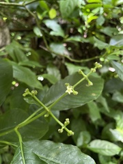 Palicourea brachiata