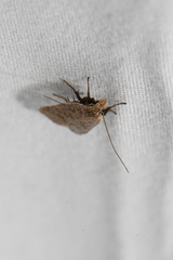 Dichomeris ventrellus