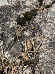 Canachites canadensis