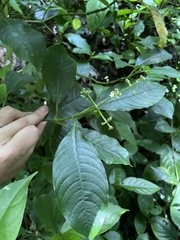 Palicourea brachiata