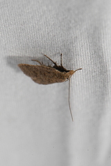 Dichomeris ventrellus