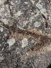 Canachites canadensis